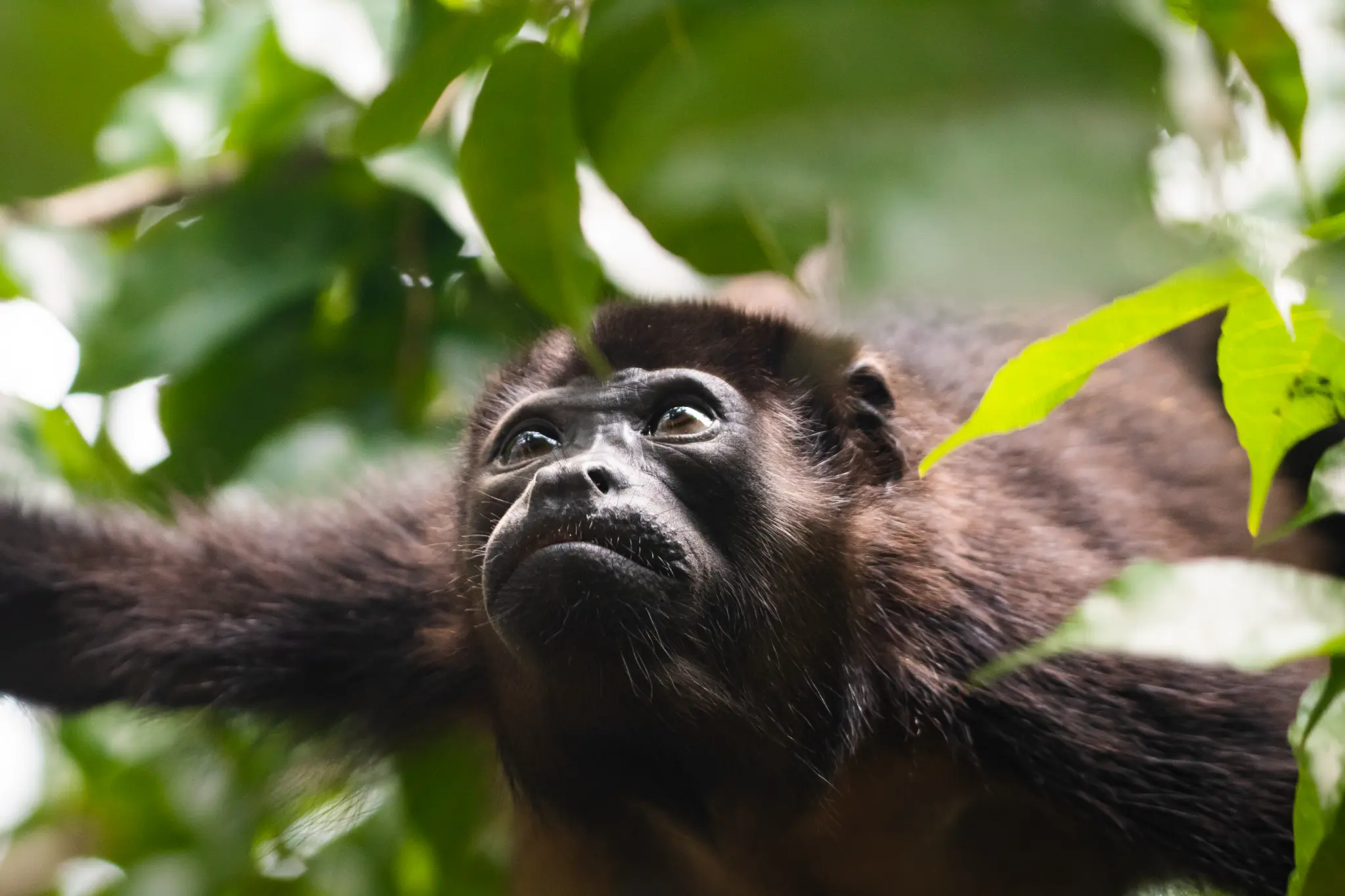 Monkey in Guanacaste